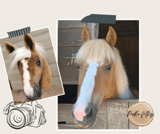 Hobby Horse personnalisé d'après votre photo