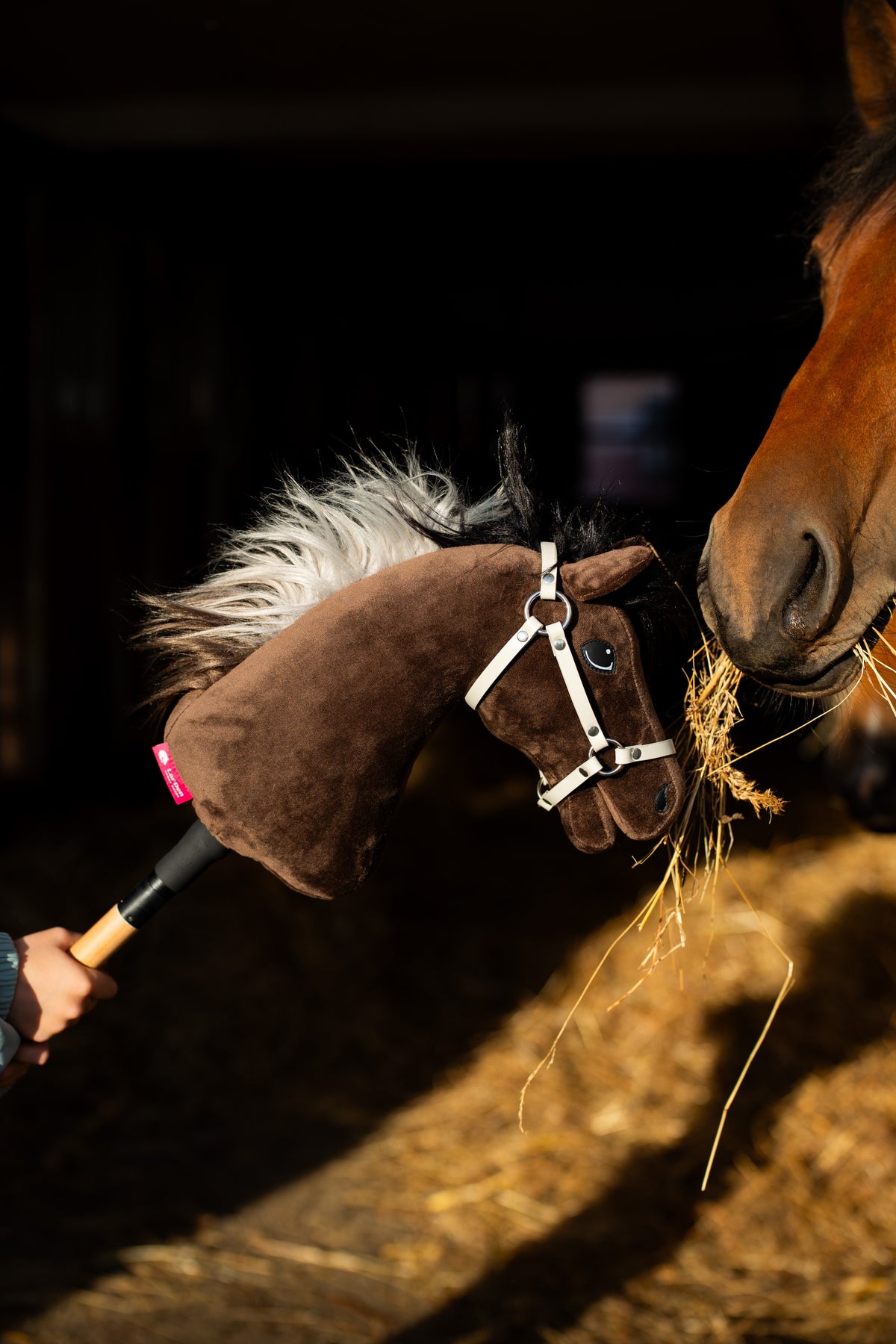 Hobby Horse Alfredo au licol blanc nez à nez avec un cheval bai qui mâche du foin, la lumière du soleil sur la paille