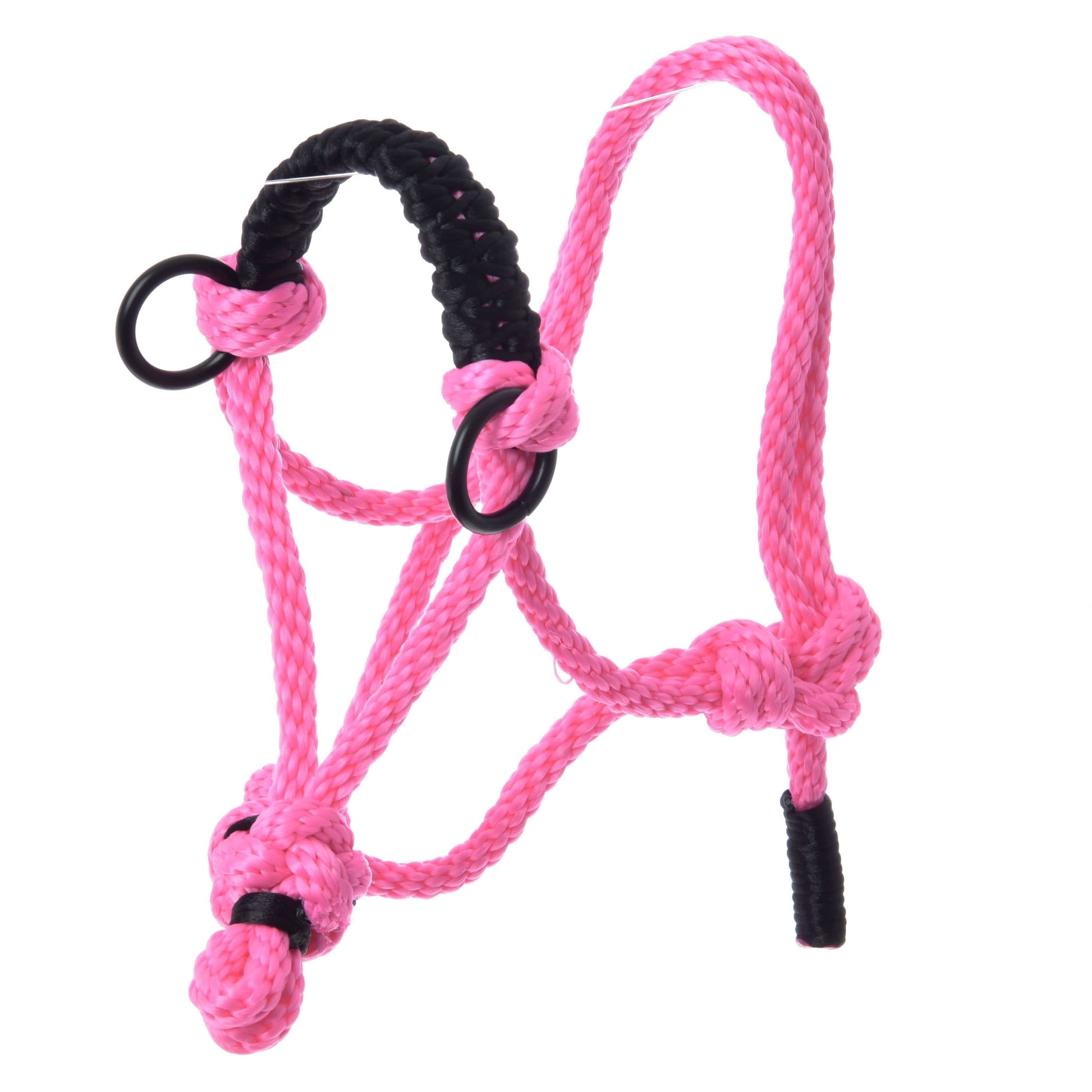 Licou en corde Rose